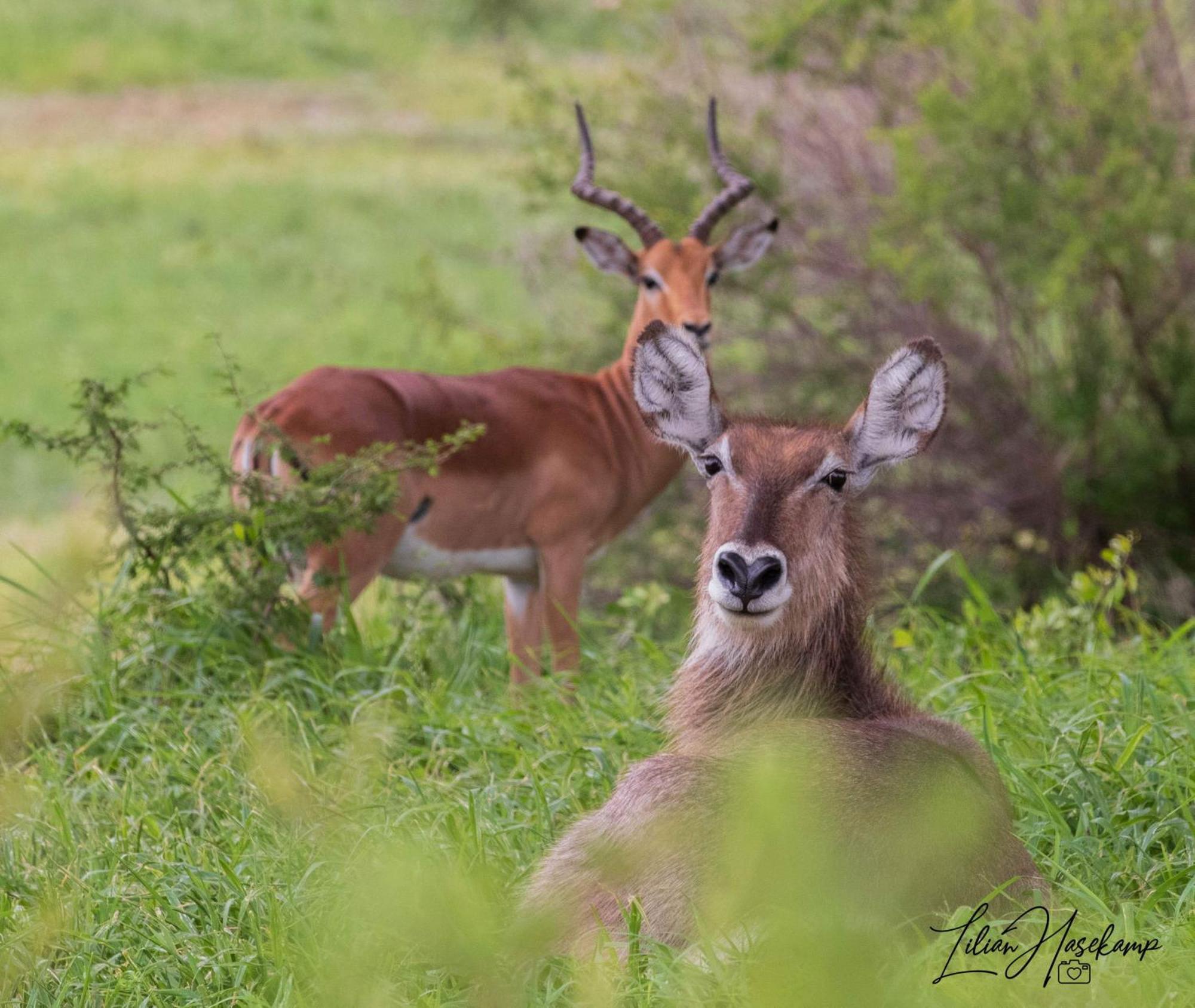 Hasekamp Family Bush Lodge Hoedspruit Eksteriør bilde