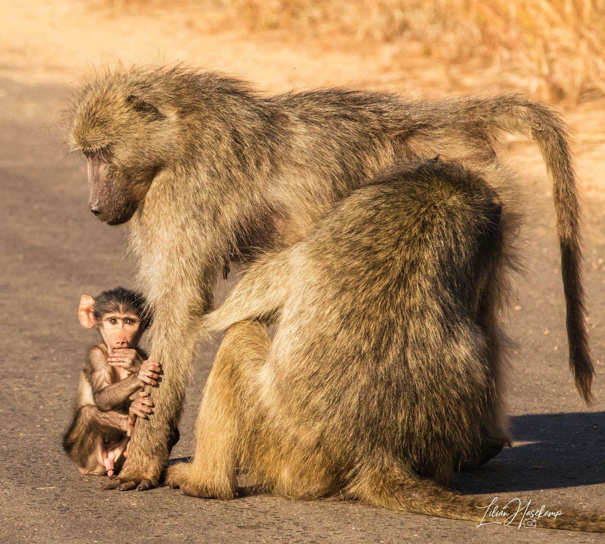 Hasekamp Family Bush Lodge Hoedspruit Eksteriør bilde